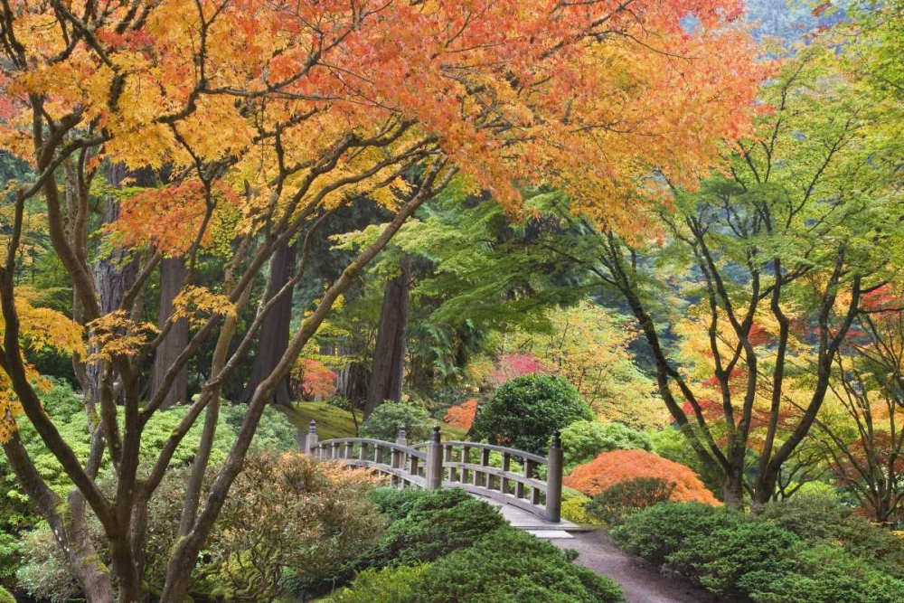 Oregon, Portland Bridge and maple tree in autumn